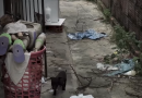 Governo do Piauí implanta protocolo inédito com drones e IA para investigar maus-tratos a animais