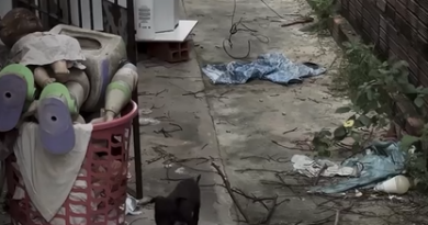 Governo do Piauí implanta protocolo inédito com drones e IA para investigar maus-tratos a animais
