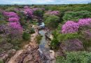 Florada dos ipês transforma Cânion do Rio Poti e impulsiona turismo em um dos maiores santuários arqueológicos das Américas