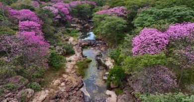 Florada dos ipês transforma Cânion do Rio Poti e impulsiona turismo em um dos maiores santuários arqueológicos das Américas