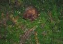 Crânio humano é encontrado em terreno baldio próximo a cemitério na zona Norte de Teresina