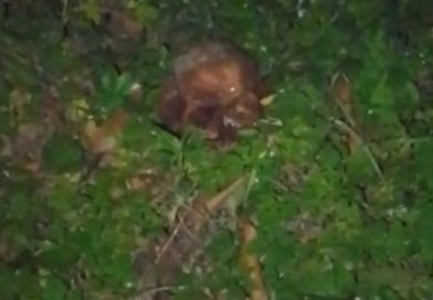 Crânio humano é encontrado em terreno baldio próximo a cemitério na zona Norte de Teresina