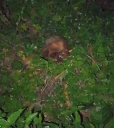 Crânio humano é encontrado em terreno baldio próximo a cemitério na zona Norte de Teresina