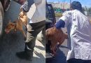 Cachorro é resgatado após ser arrastado por caminhonete em Teresina; motorista é preso