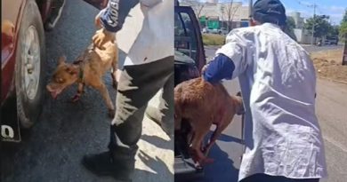 Cachorro é resgatado após ser arrastado por caminhonete em Teresina; motorista é preso