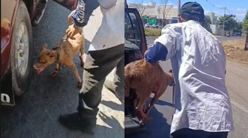 Cachorro é resgatado após ser arrastado por caminhonete em Teresina; motorista é preso
