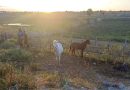 PRF recolhe 97 animais soltos em rodovias durante operação no litoral do Piauí
