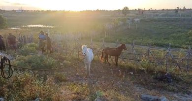 PRF recolhe 97 animais soltos em rodovias durante operação no litoral do Piauí