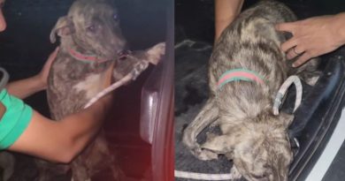 Cadela com pata quebrada é resgatada após denúncia de maus-tratos; tutor é preso em flagrante em Teresina
