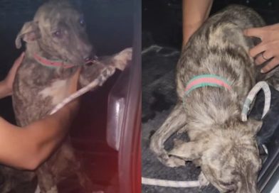 Cadela com pata quebrada é resgatada após denúncia de maus-tratos; tutor é preso em flagrante em Teresina