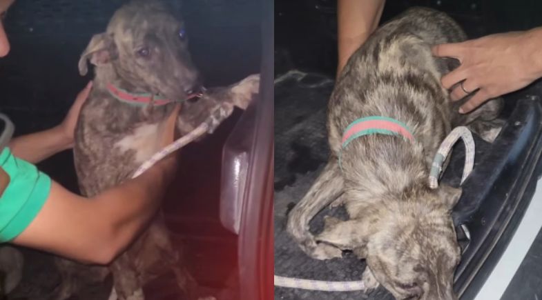Cadela com pata quebrada é resgatada após denúncia de maus-tratos; tutor é preso em flagrante em Teresina