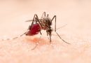 Piauí registra 11 mortes por dengue e mais de 8,3 mil casos confirmados em 2026
