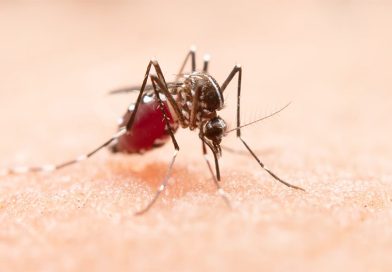 Piauí registra 11 mortes por dengue e mais de 8,3 mil casos confirmados em 2026