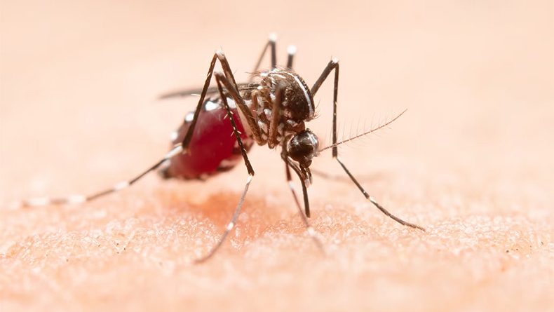 Piauí registra 11 mortes por dengue e mais de 8,3 mil casos confirmados em 2026