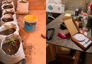 Polícia Civil apreende mudas de maconha, sementes e celulares durante operação contra o tráfico no Sul do Piauí