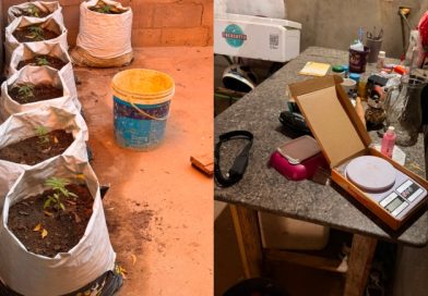 Polícia Civil apreende mudas de maconha, sementes e celulares durante operação contra o tráfico no Sul do Piauí