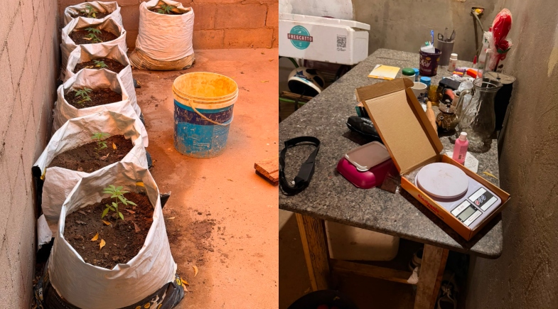 Polícia Civil apreende mudas de maconha, sementes e celulares durante operação contra o tráfico no Sul do Piauí