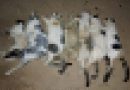 Moradora denuncia morte de nove gatos por suspeita de envenenamento no Piauí