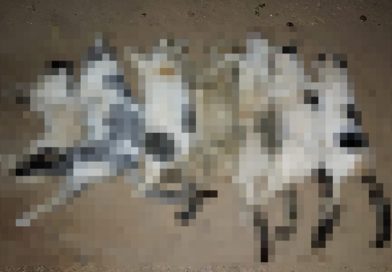 Moradora denuncia morte de nove gatos por suspeita de envenenamento no Piauí