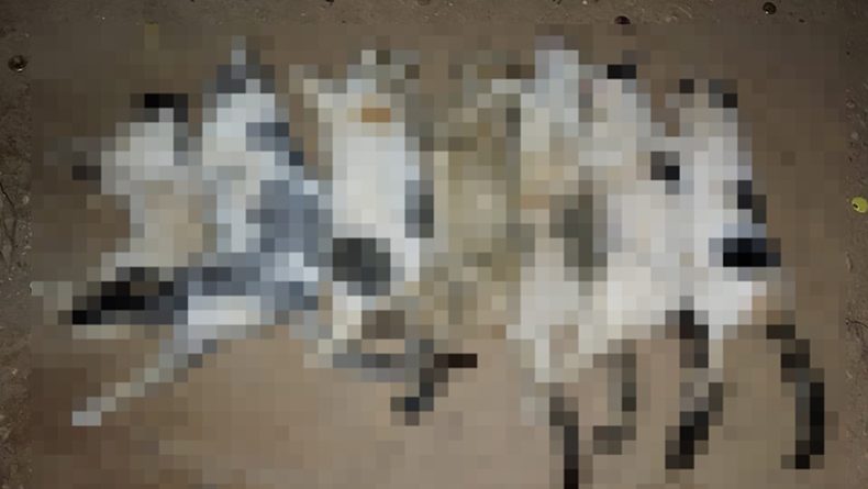 Moradora denuncia morte de nove gatos por suspeita de envenenamento no Piauí