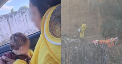 Cadela morre após ataque de enxame de abelhas; mãe e recém-nascido são resgatados em Oeiras