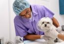 Clínica Escola Veterinária retoma atendimento de rotina e pequenas cirurgias