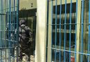 Mais de 14 kg de maconha são apreendidos em transportadora na zona Sul de Teresina
