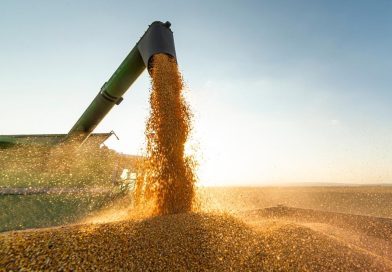 Exportações do Piauí crescem 46,2% e chegam a US$ 199 milhões em agosto