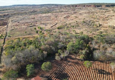 Piauí reduz desmatamento no Cerrado em 53% e amplia proteção da biodiversidade no estado