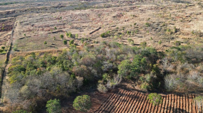 Piauí reduz desmatamento no Cerrado em 53% e amplia proteção da biodiversidade no estado