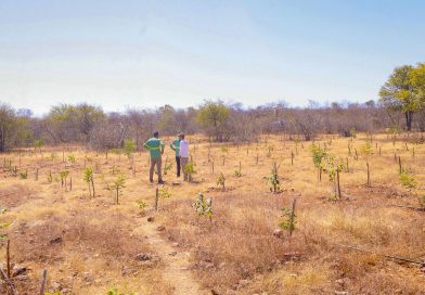 Piauí terá calor acima da média e chuvas irregulares no último trimestre de 2026