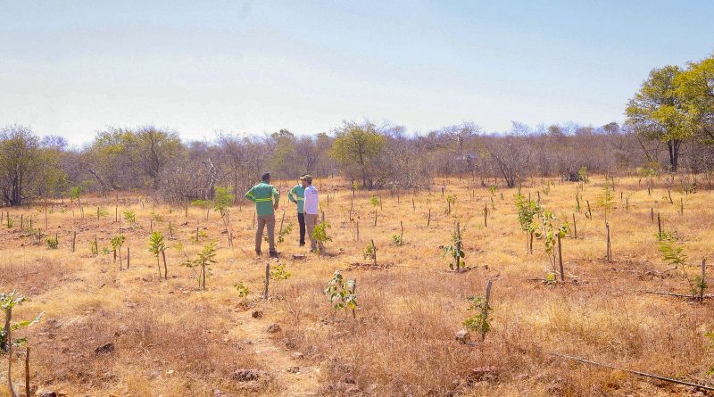 Piauí terá calor acima da média e chuvas irregulares no último trimestre de 2026