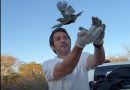 Secretaria do Meio Ambiente já devolveu 154 animais silvestres à natureza em 2026