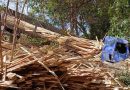 Caminhoneiro morre soterrado por carga de madeira após carreta tombar na BR-222